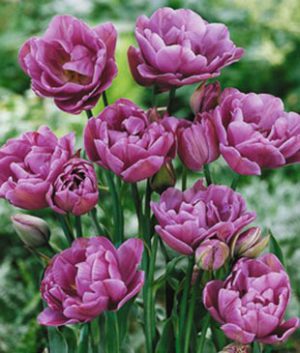 Тюльпан махровый многоцветковый Lilac Perfection, 1 шт